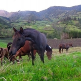 Koliko dugo konji žive